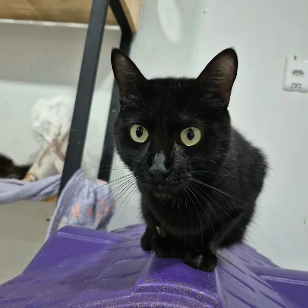 Paola, gata de porte pequeno para adoção em Campo Grande - MS