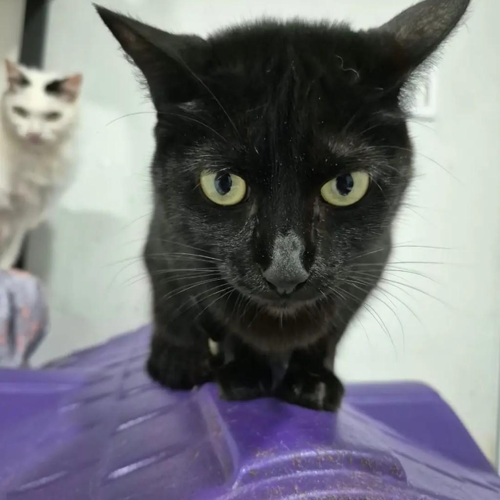 Paola, gata de porte pequeno para adoção em Campo Grande - MS — foto 2 de 5