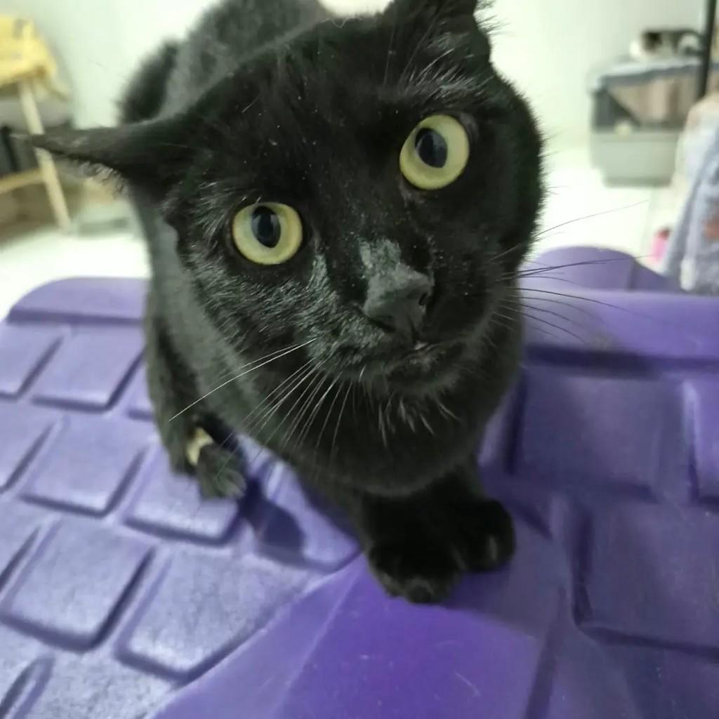 Paola, gata de porte pequeno para adoção em Campo Grande - MS — foto 3 de 5