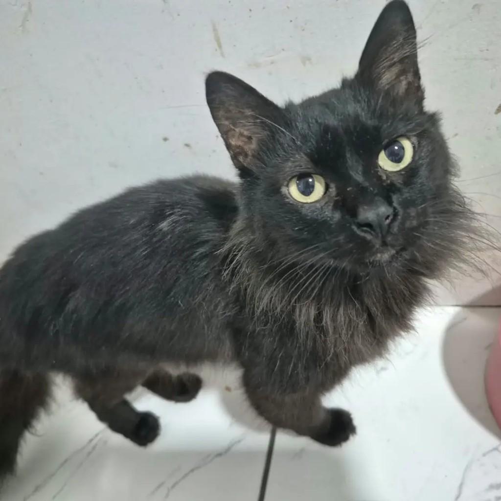 Anakin, gato de porte médio para adoção em Campo Grande - MS