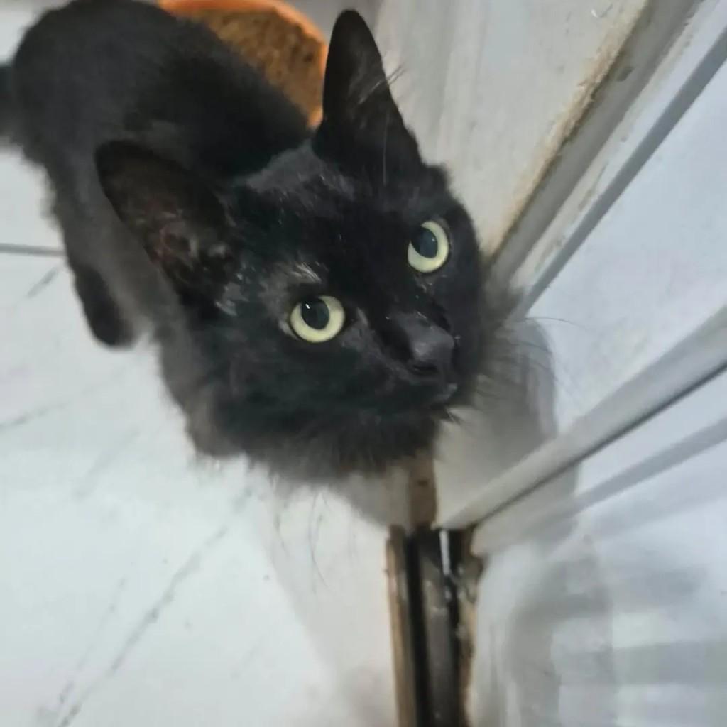 Anakin, gato de porte médio para adoção em Campo Grande - MS — foto 2 de 3