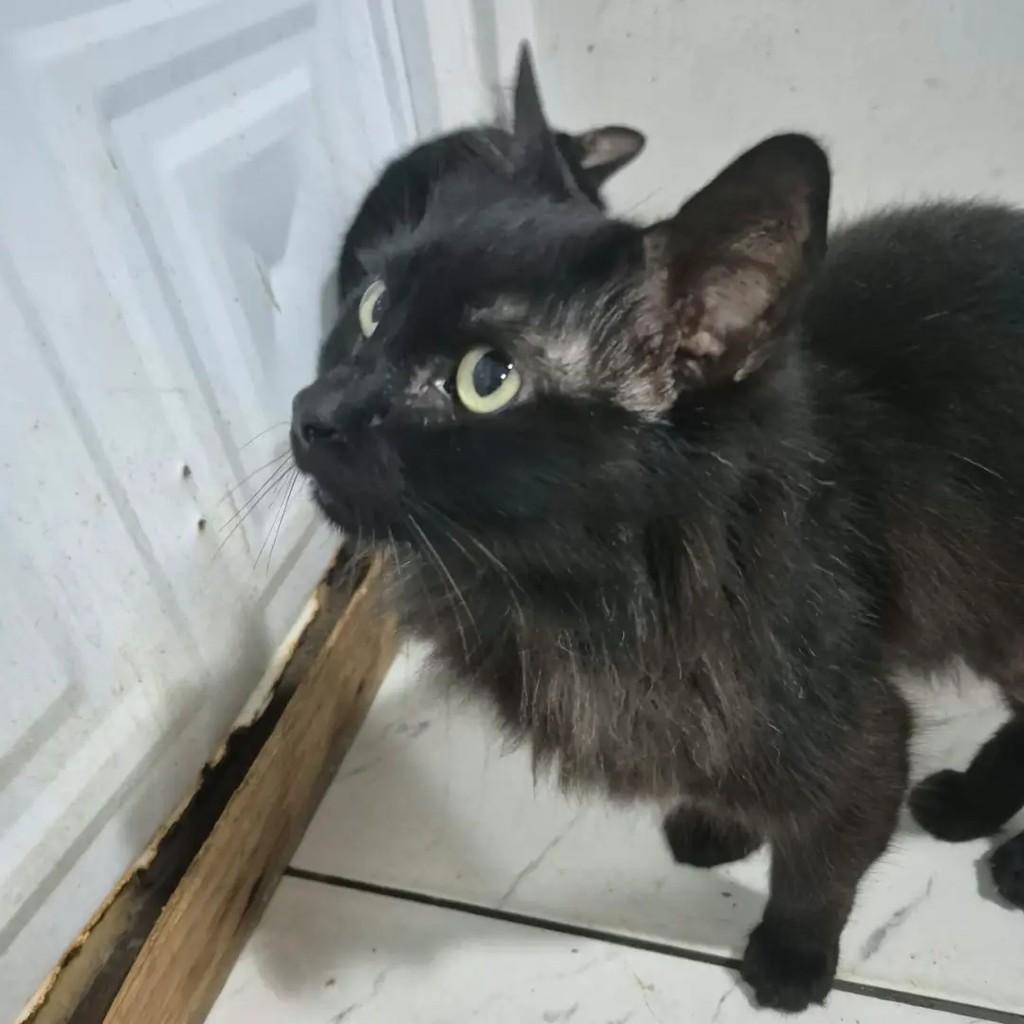 Anakin, gato de porte médio para adoção em Campo Grande - MS — foto 3 de 3