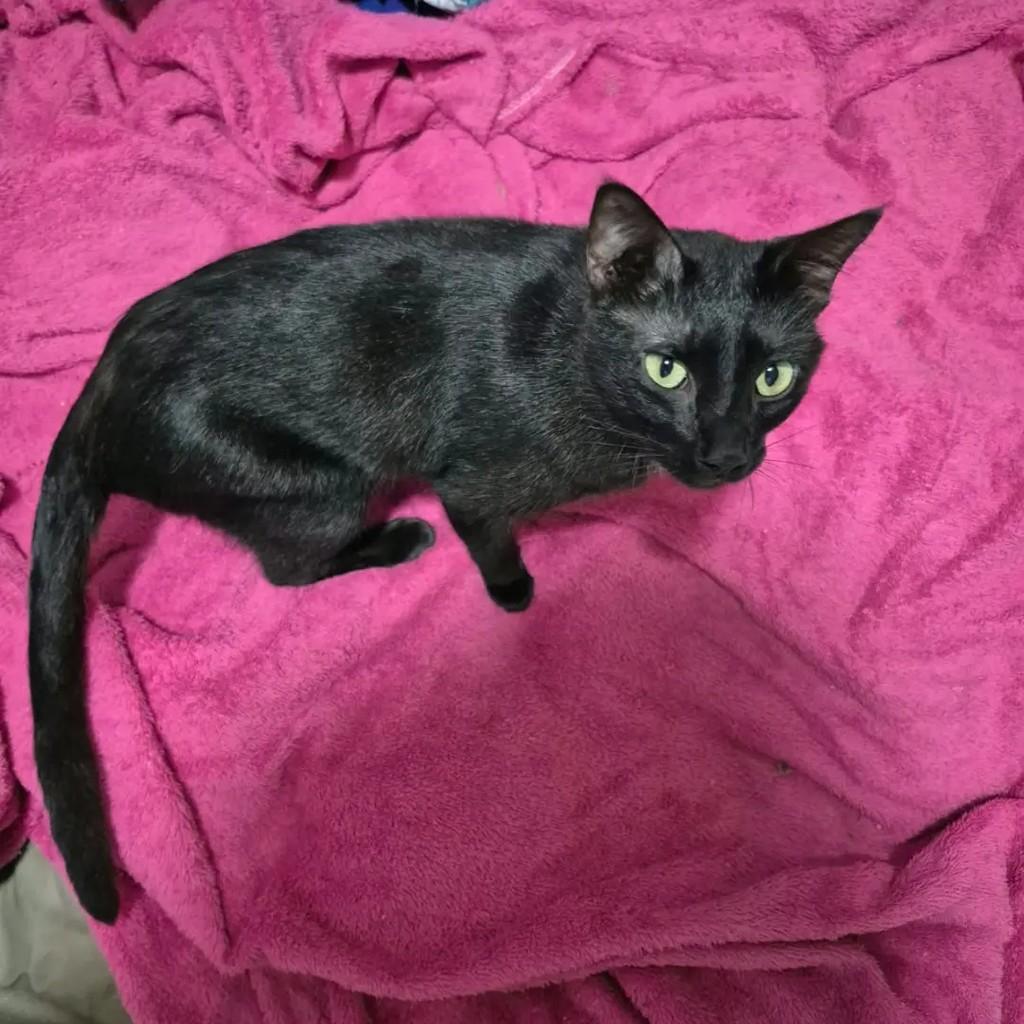 Juliano, gato de porte pequeno para adoção em Campo Grande - MS