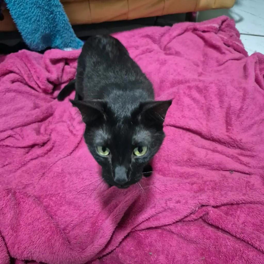Juliano, gato de porte pequeno para adoção em Campo Grande - MS — foto 2 de 4