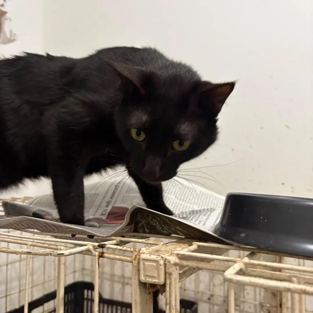 Juliano, gato de porte pequeno para adoção em Campo Grande - MS — foto 3 de 4