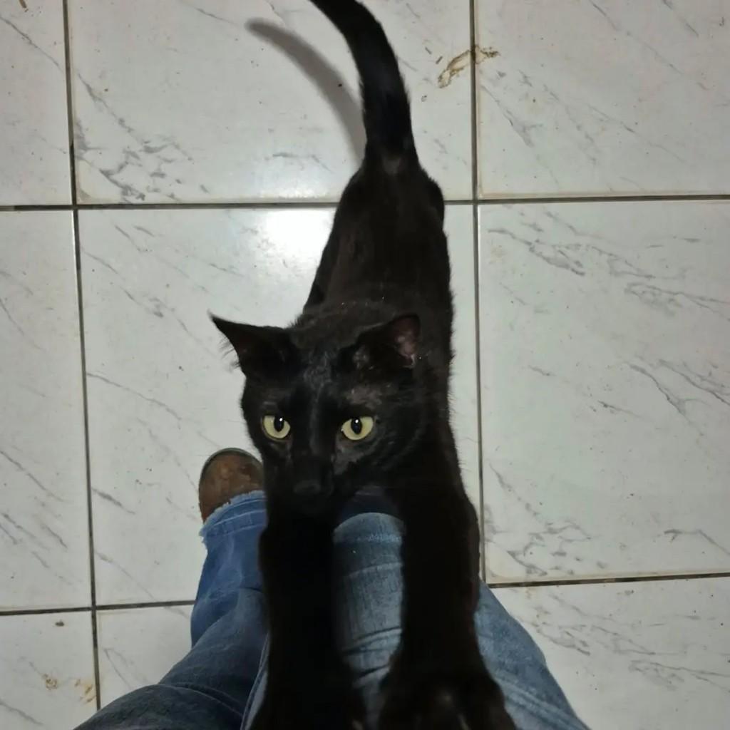 Juliano, gato de porte pequeno para adoção em Campo Grande - MS — foto 4 de 4