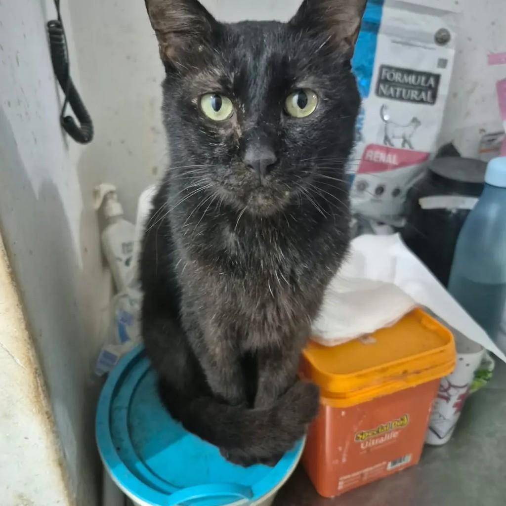 Guilherme, gato de porte pequeno para adoção em Campo Grande - MS