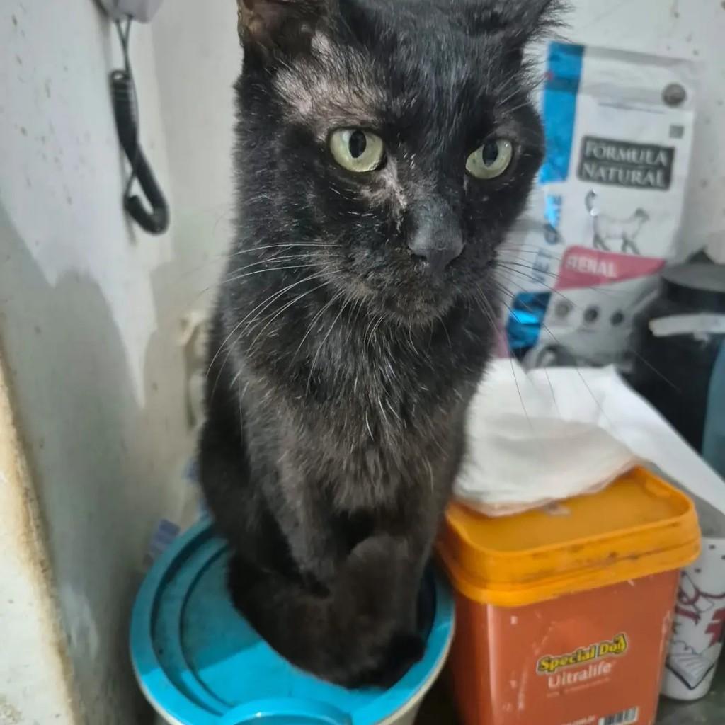 Guilherme, gato de porte pequeno para adoção em Campo Grande - MS — foto 2 de 4