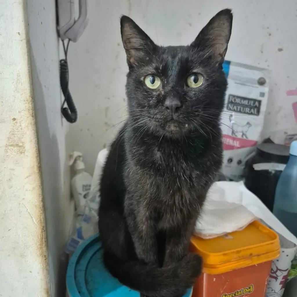 Guilherme, gato de porte pequeno para adoção em Campo Grande - MS — foto 3 de 4