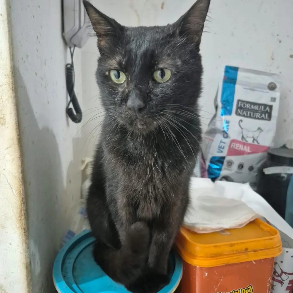 Guilherme, gato de porte pequeno para adoção em Campo Grande - MS — foto 4 de 4