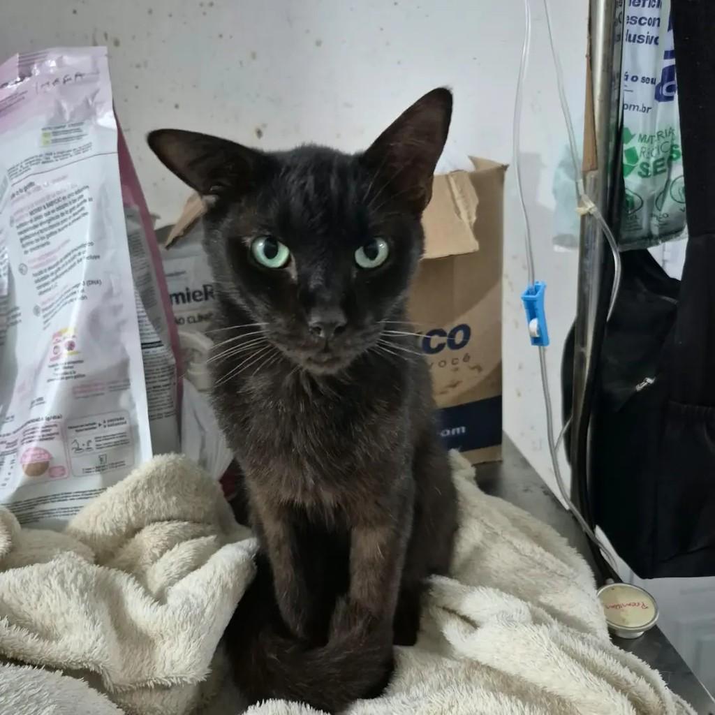 Bartholomeu, gato de porte pequeno para adoção em Campo Grande - MS
