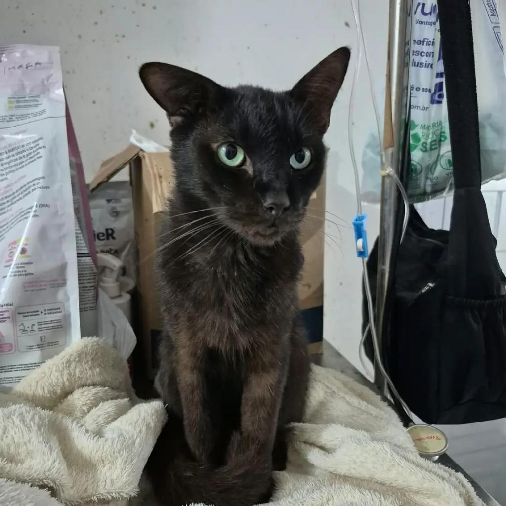 Bartholomeu, gato de porte pequeno para adoção em Campo Grande - MS — foto 2 de 3