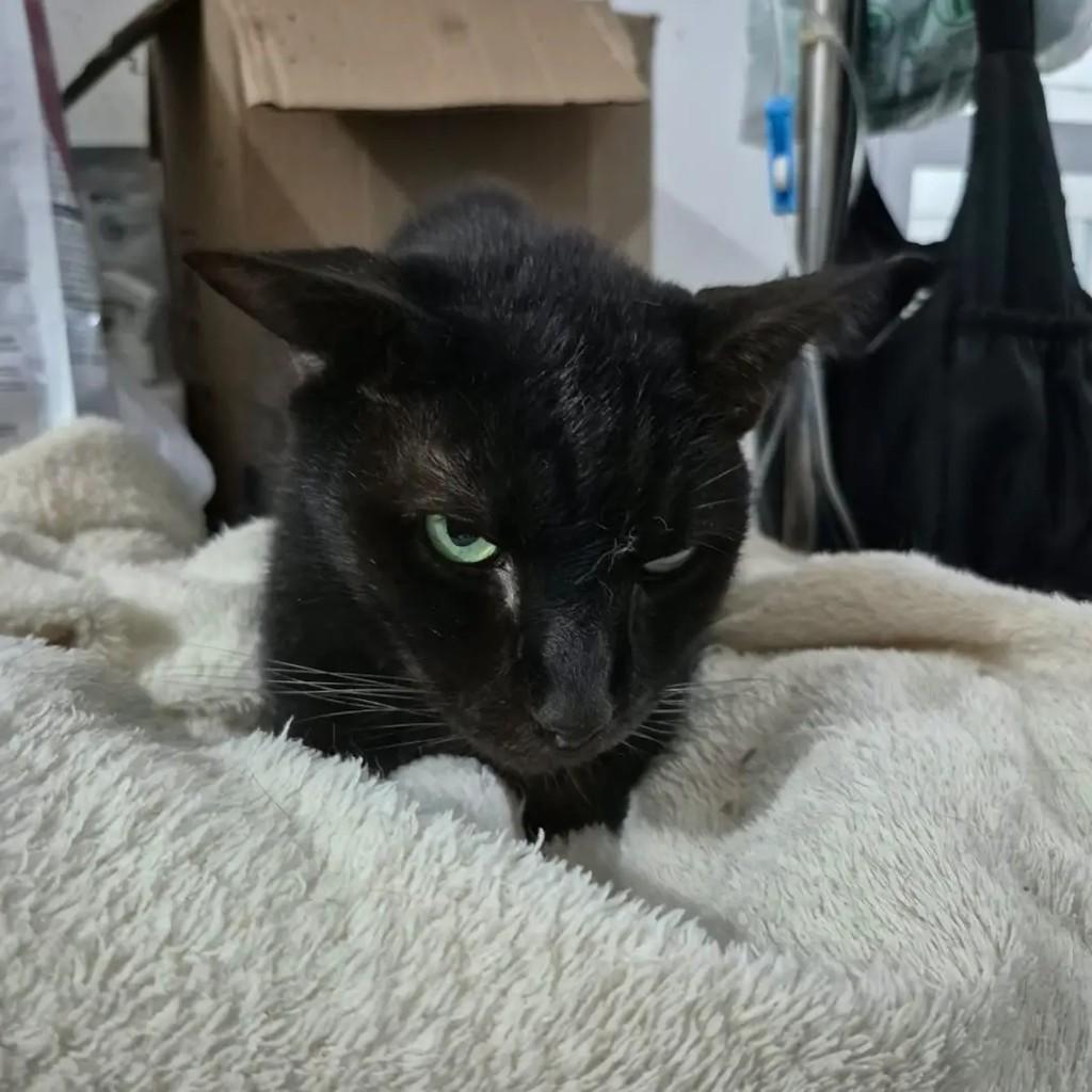 Bartholomeu, gato de porte pequeno para adoção em Campo Grande - MS — foto 3 de 3