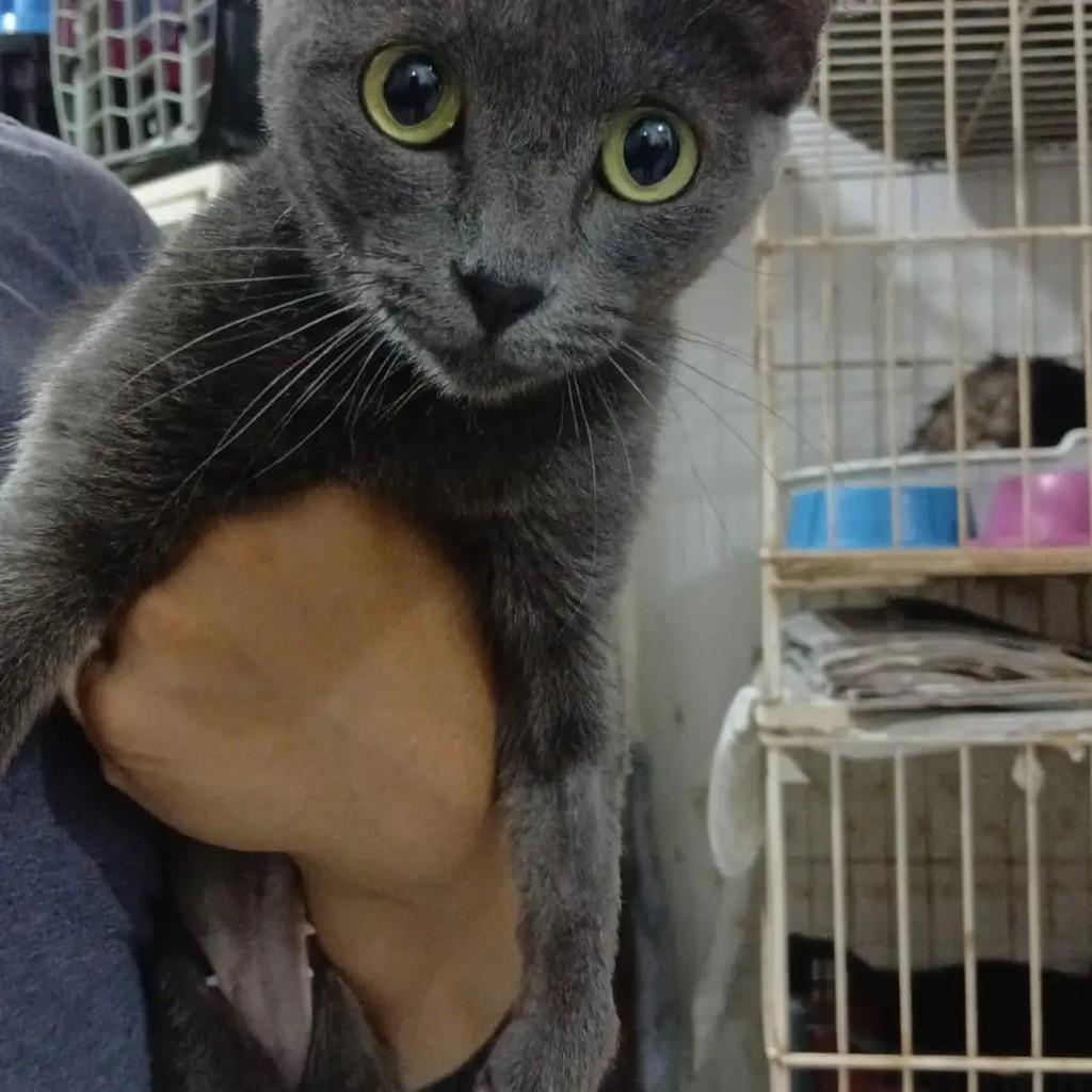 Laura, gata de porte médio para adoção em Campo Grande - MS