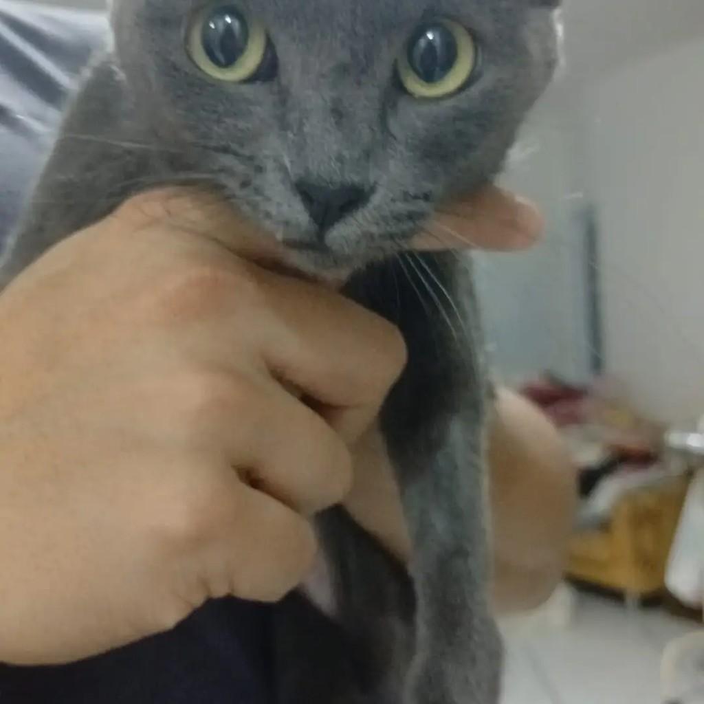 Laura, gata de porte médio para adoção em Campo Grande - MS — foto 2 de 2
