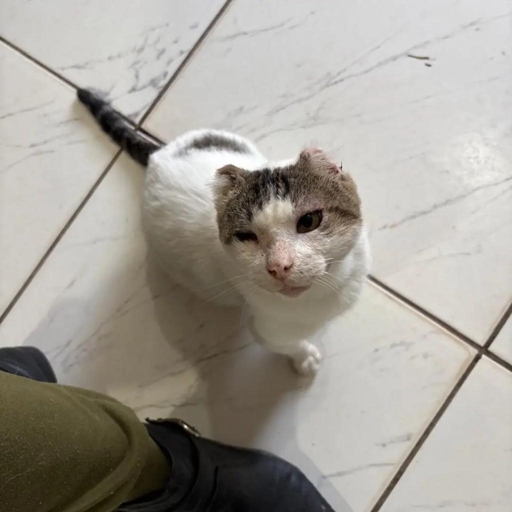 Augusto, gato de porte médio para adoção em Campo Grande - MS