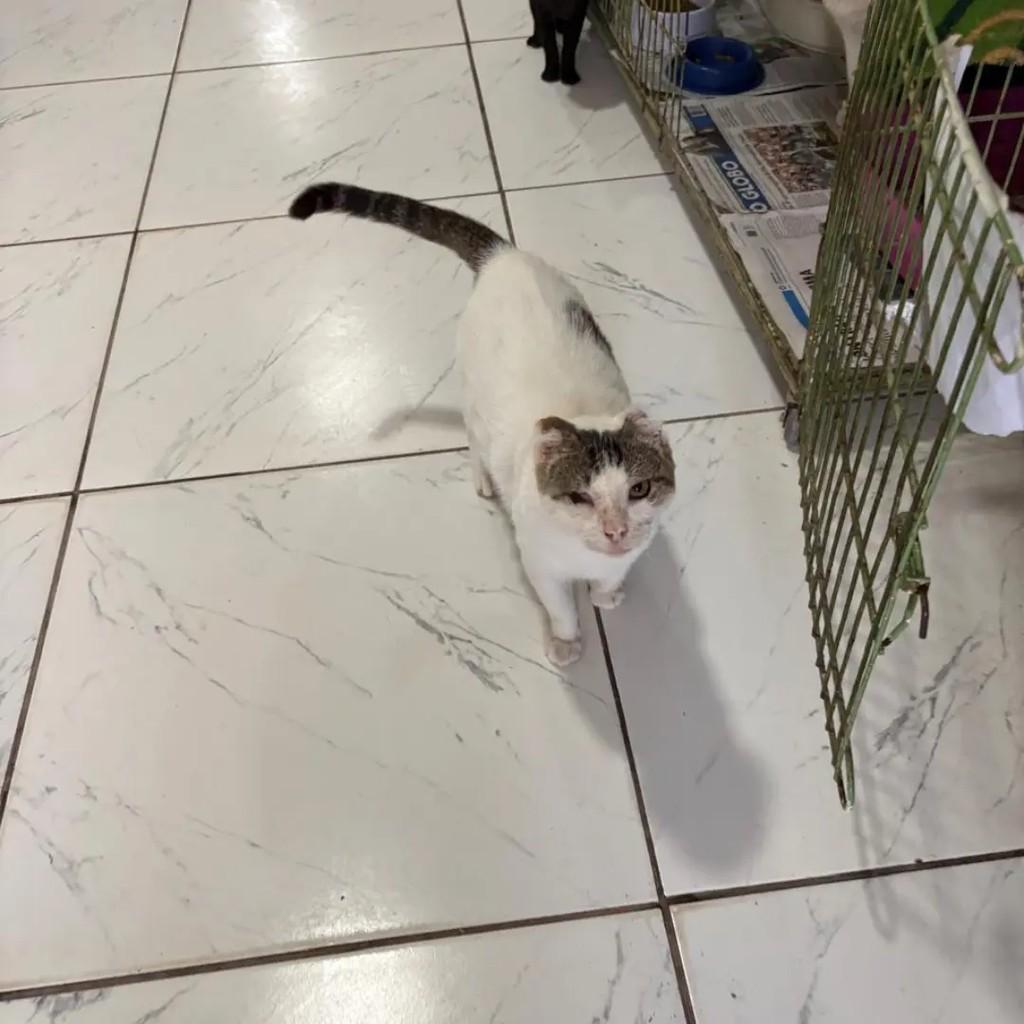 Augusto, gato de porte médio para adoção em Campo Grande - MS — foto 2 de 4