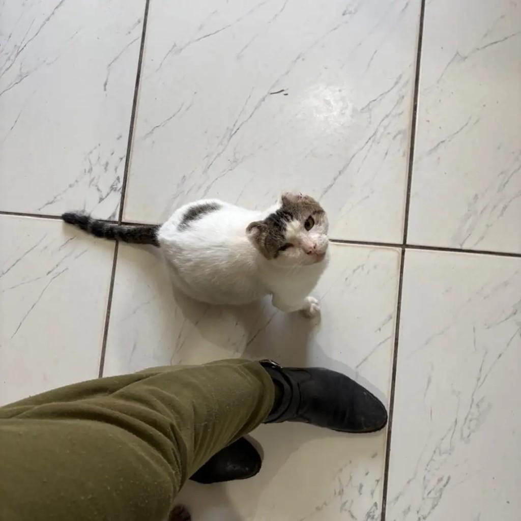 Augusto, gato de porte médio para adoção em Campo Grande - MS — foto 3 de 4