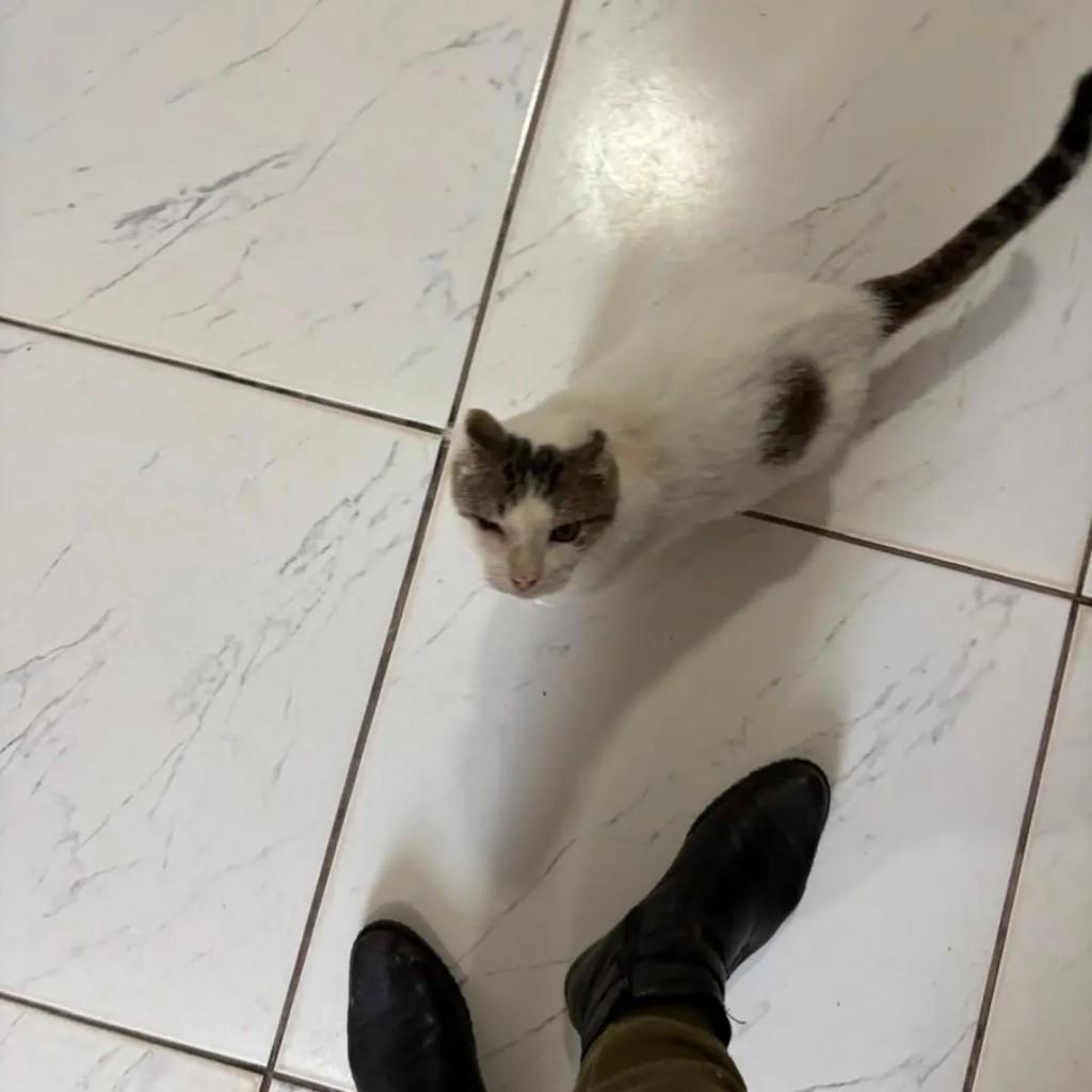 Augusto, gato de porte médio para adoção em Campo Grande - MS — foto 4 de 4