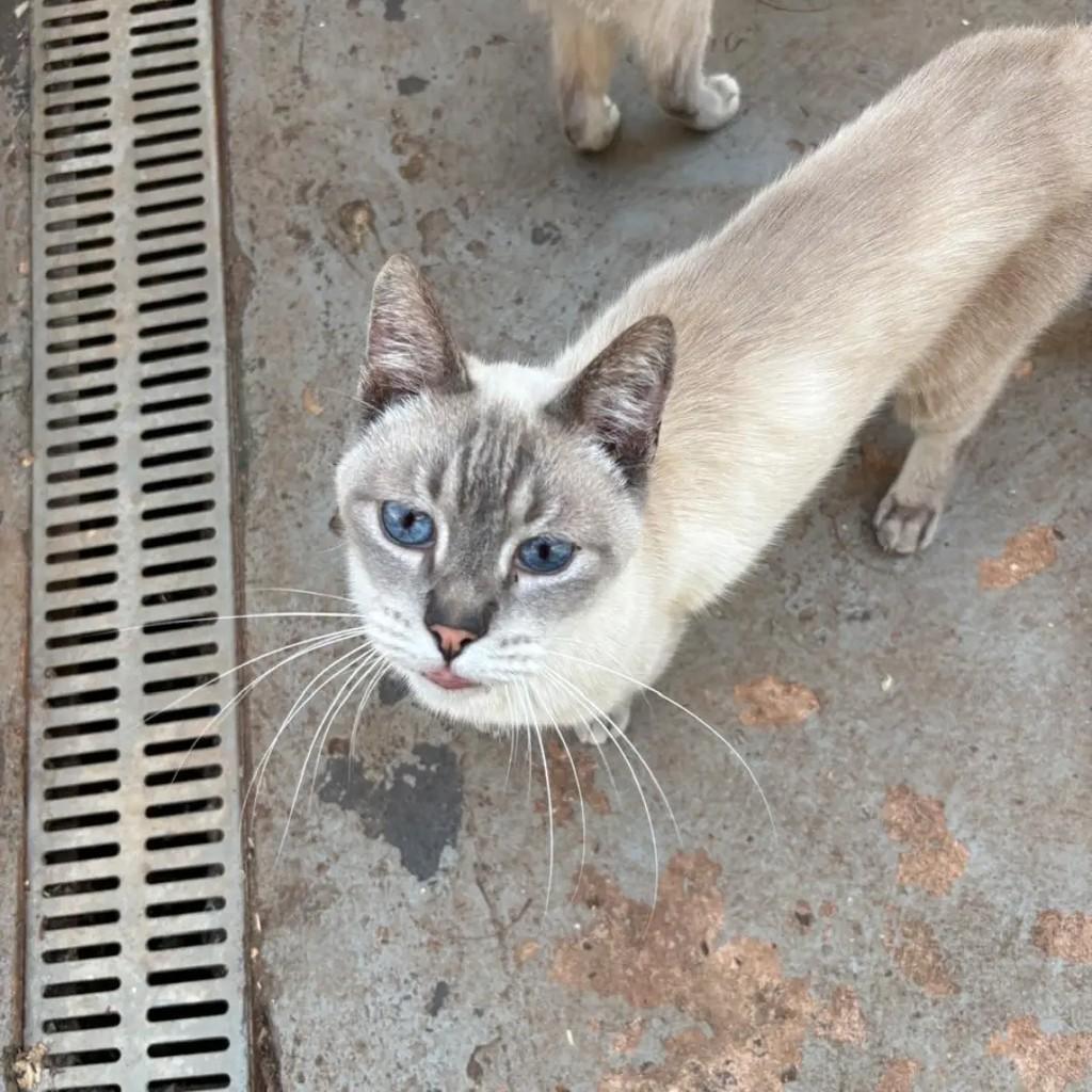 Miguel, gato de porte médio para adoção em Campo Grande - MS