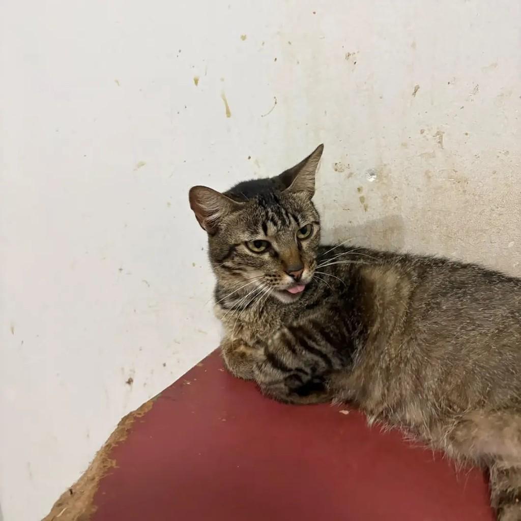 Débora, gata de porte médio para adoção em Campo Grande - MS — foto 2 de 4