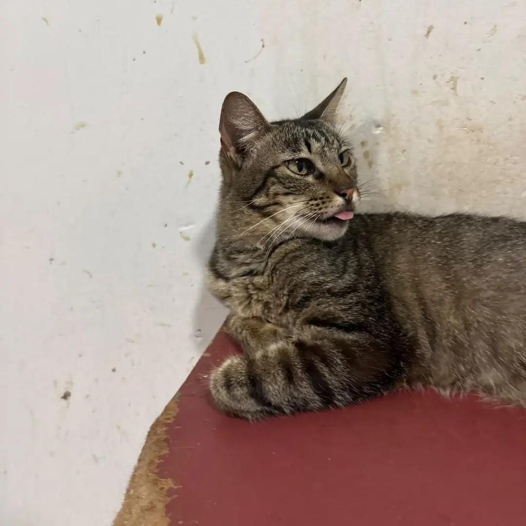 Débora, gata de porte médio para adoção em Campo Grande - MS — foto 3 de 4