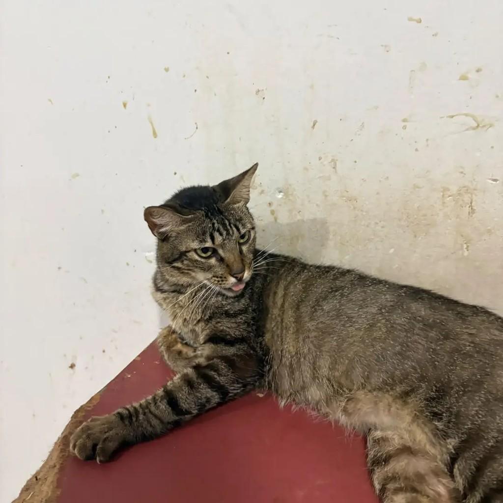 Débora, gata de porte médio para adoção em Campo Grande - MS — foto 4 de 4