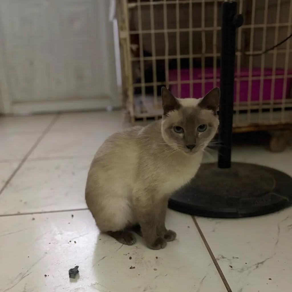 Margarida, gata de porte pequeno para adoção em Campo Grande - MS
