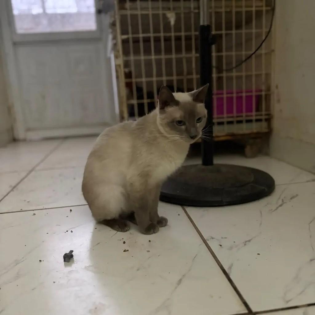 Margarida, gata de porte pequeno para adoção em Campo Grande - MS — foto 2 de 5