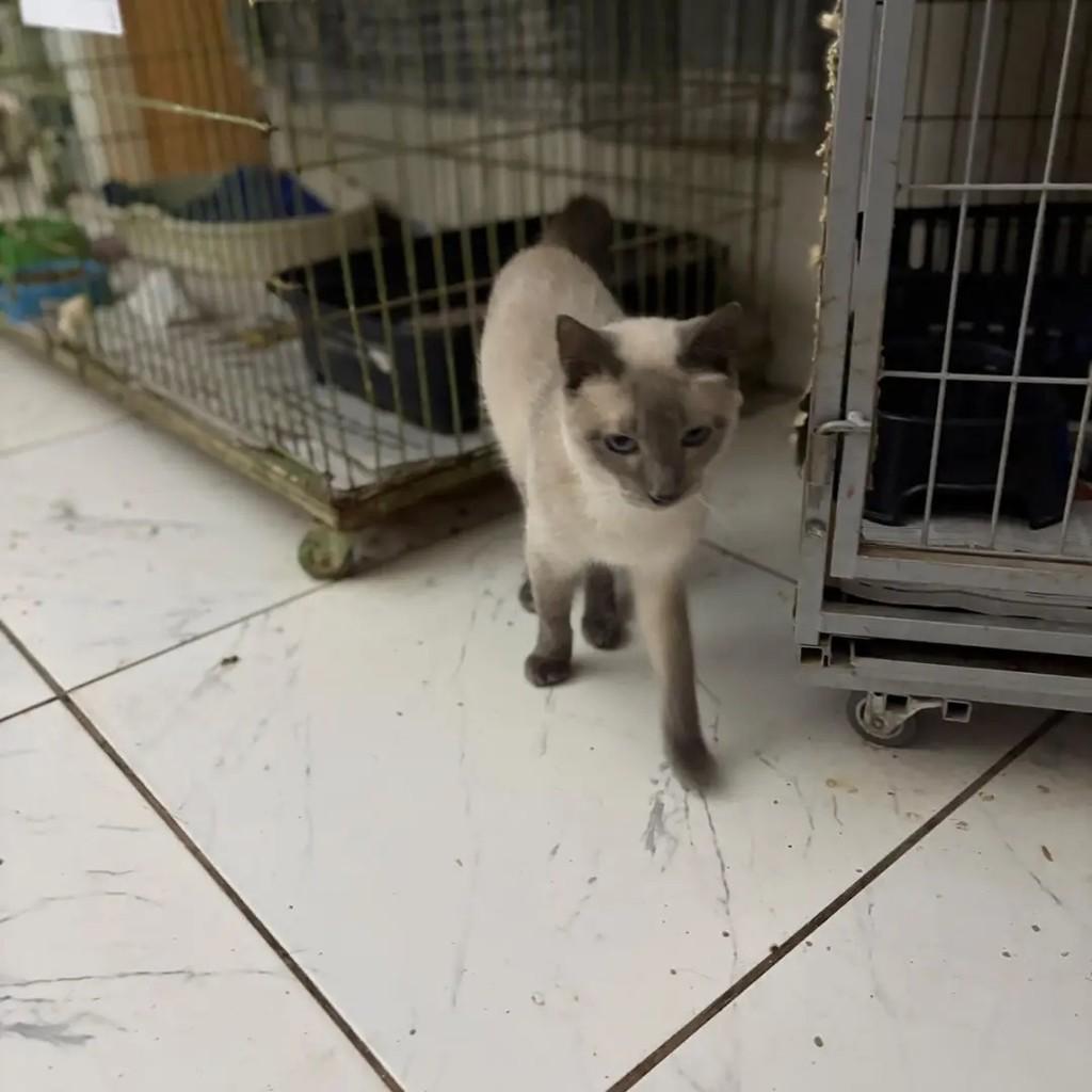 Margarida, gata de porte pequeno para adoção em Campo Grande - MS — foto 3 de 5