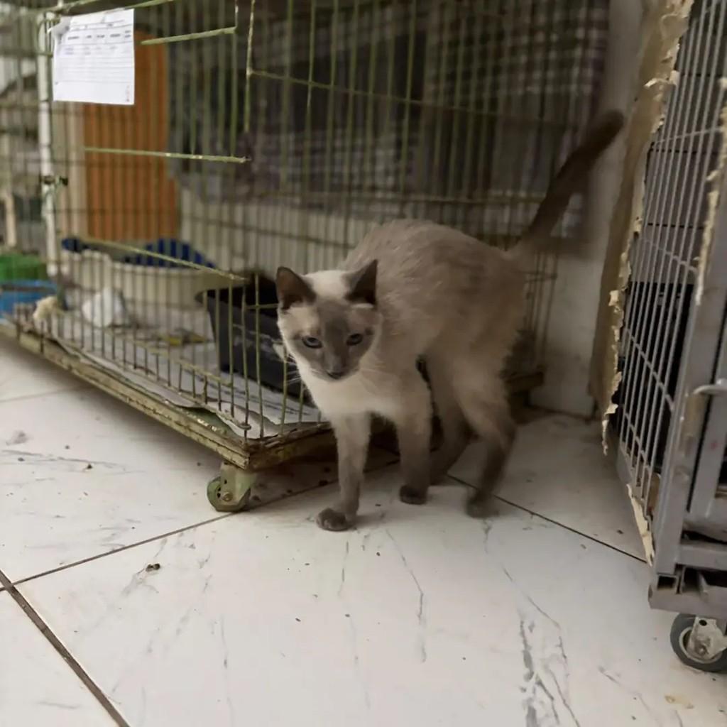 Margarida, gata de porte pequeno para adoção em Campo Grande - MS — foto 4 de 5