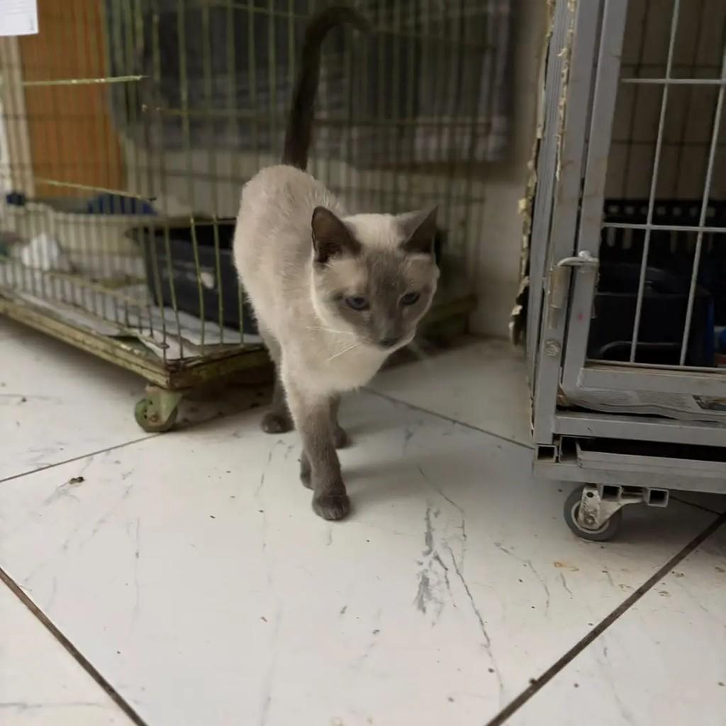 Margarida, gata de porte pequeno para adoção em Campo Grande - MS — foto 5 de 5