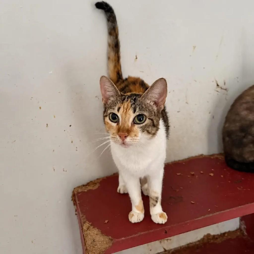 Malu, gata de porte pequeno para adoção em Campo Grande - MS