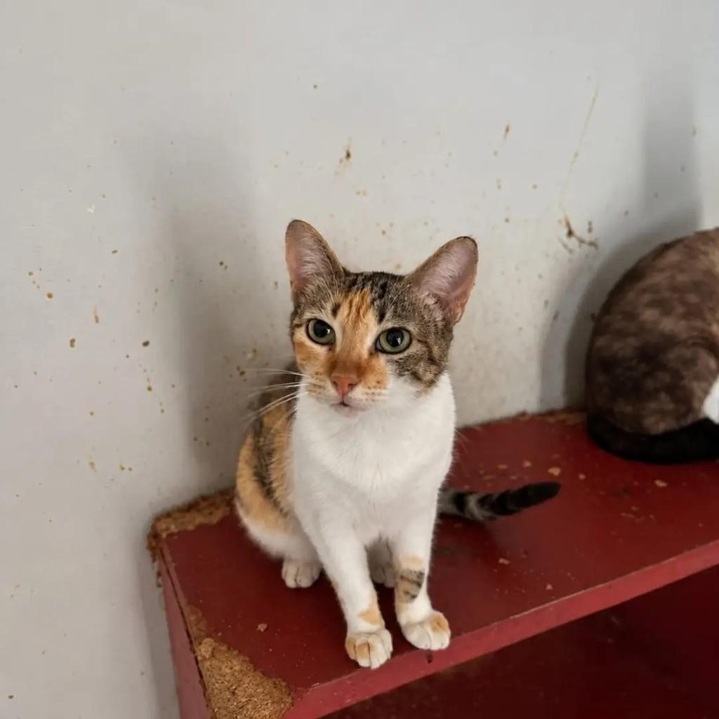 Malu, gata de porte pequeno para adoção em Campo Grande - MS — foto 2 de 2