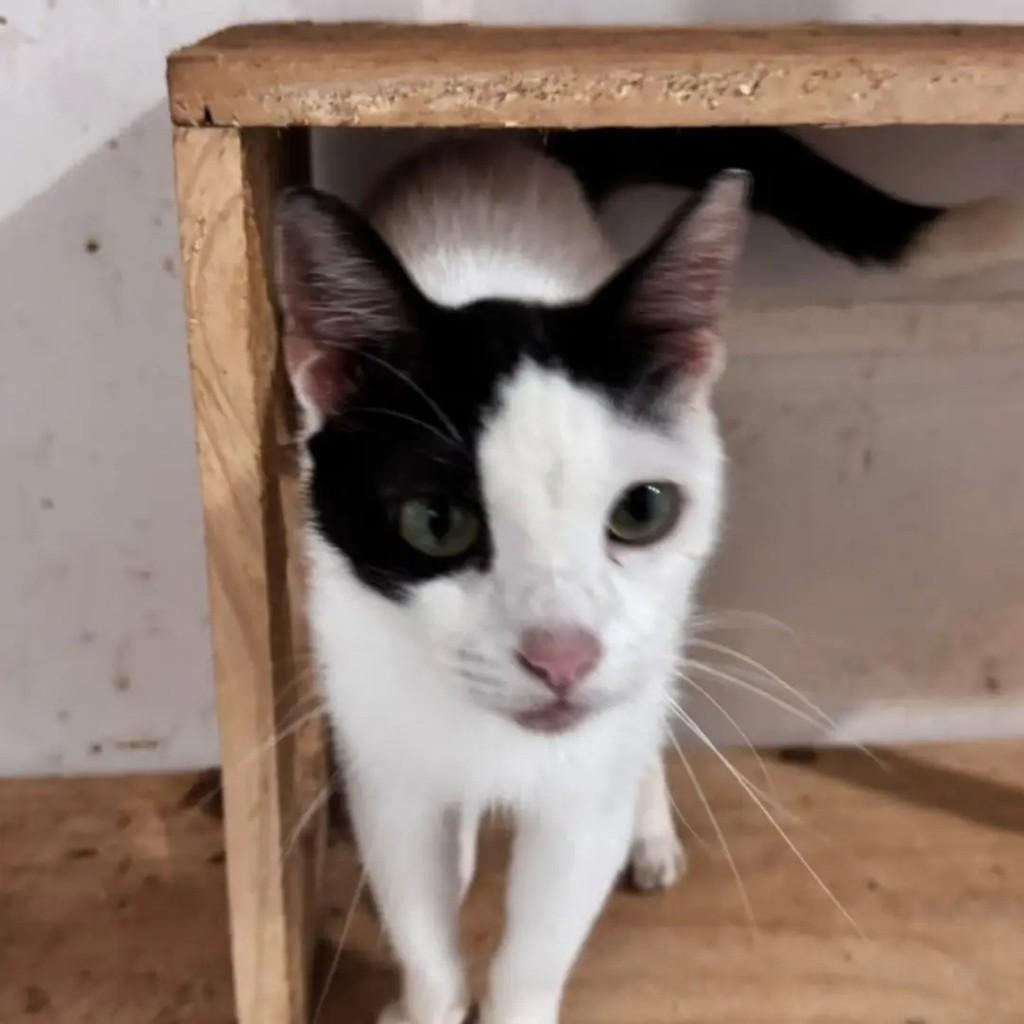 Petruchio, gato de porte pequeno para adoção em Campo Grande - MS