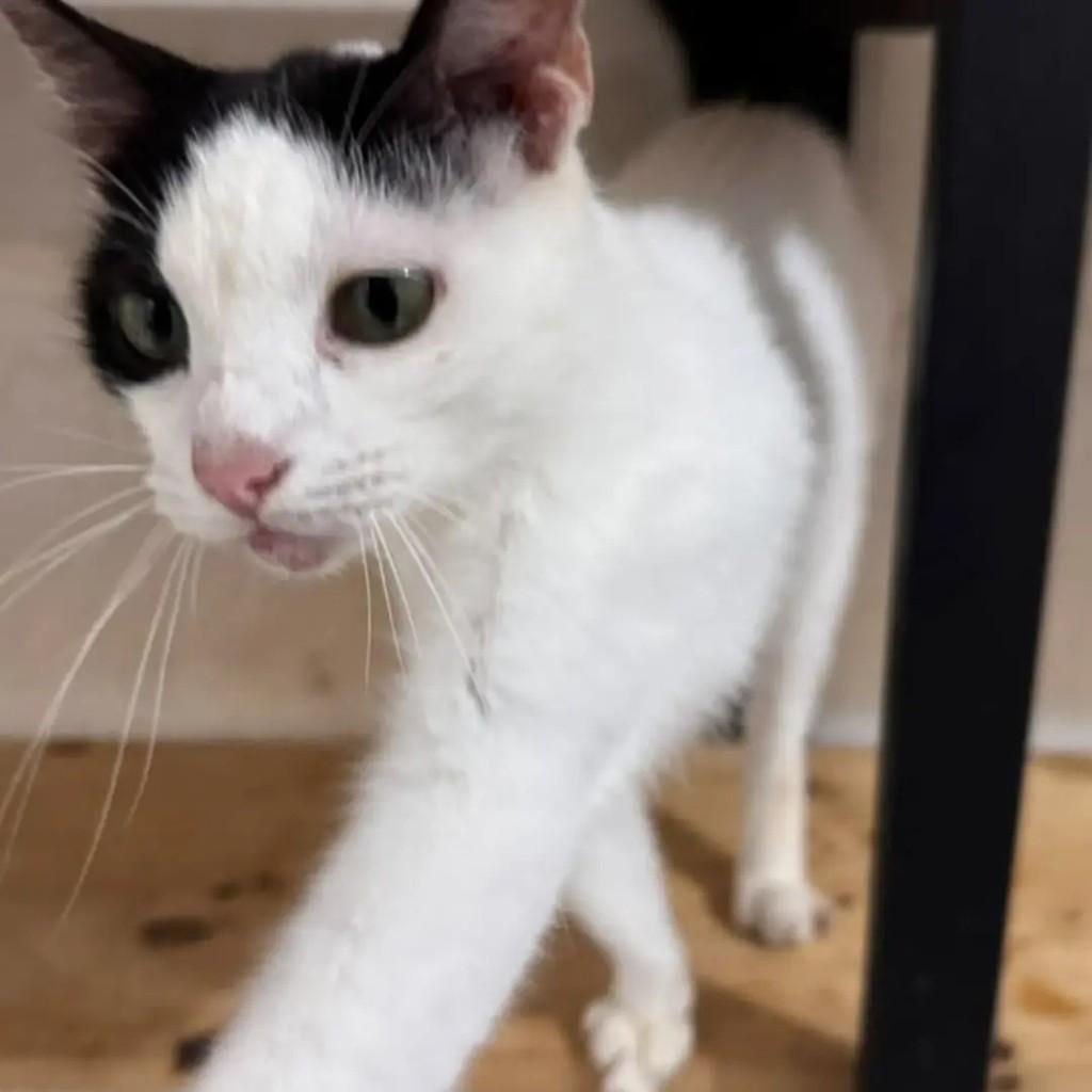 Petruchio, gato de porte pequeno para adoção em Campo Grande - MS — foto 2 de 2