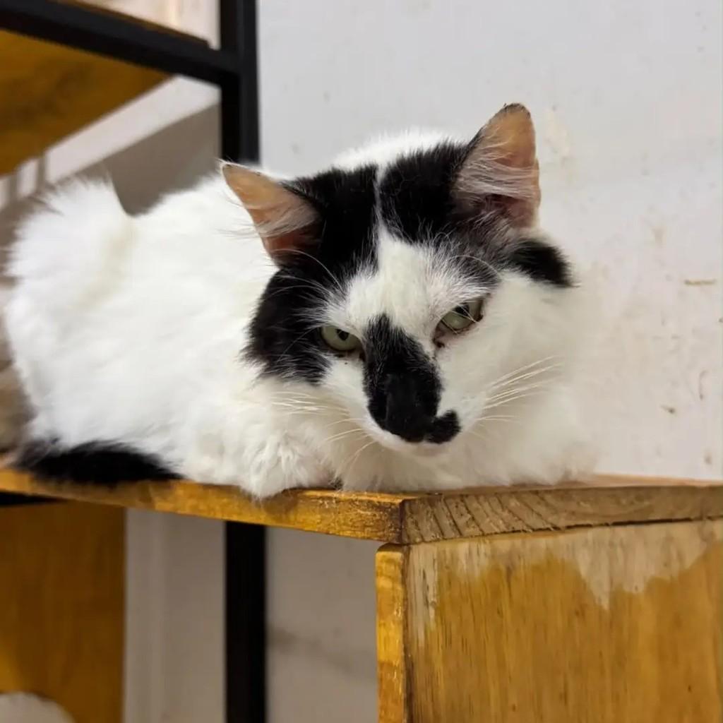 Bolinho de Coco, gato de porte médio para adoção em Campo Grande - MS