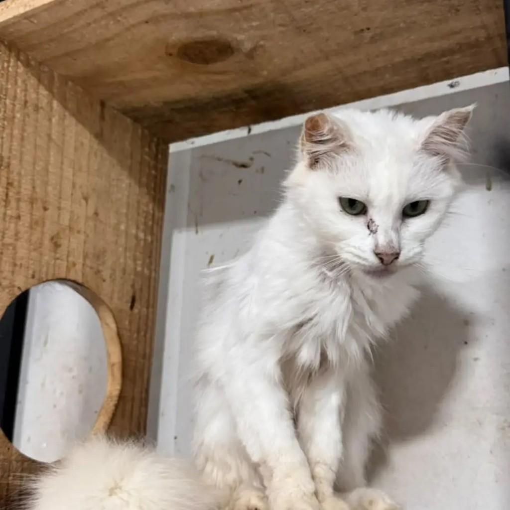Ceci, gata de porte médio para adoção em Campo Grande - MS