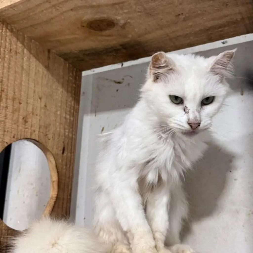 Ceci, gata de porte médio para adoção em Campo Grande - MS — foto 2 de 3
