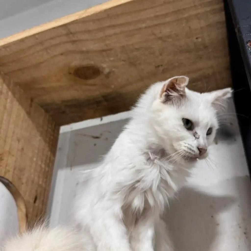 Ceci, gata de porte médio para adoção em Campo Grande - MS — foto 3 de 3