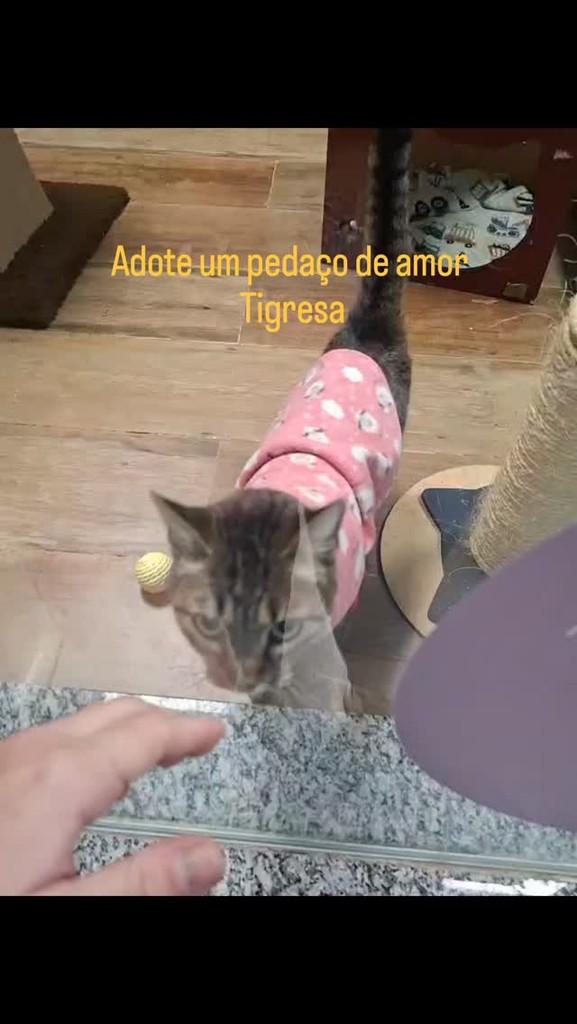 Tigresa, gato de porte pequeno para adoção em Cascavel - PR
