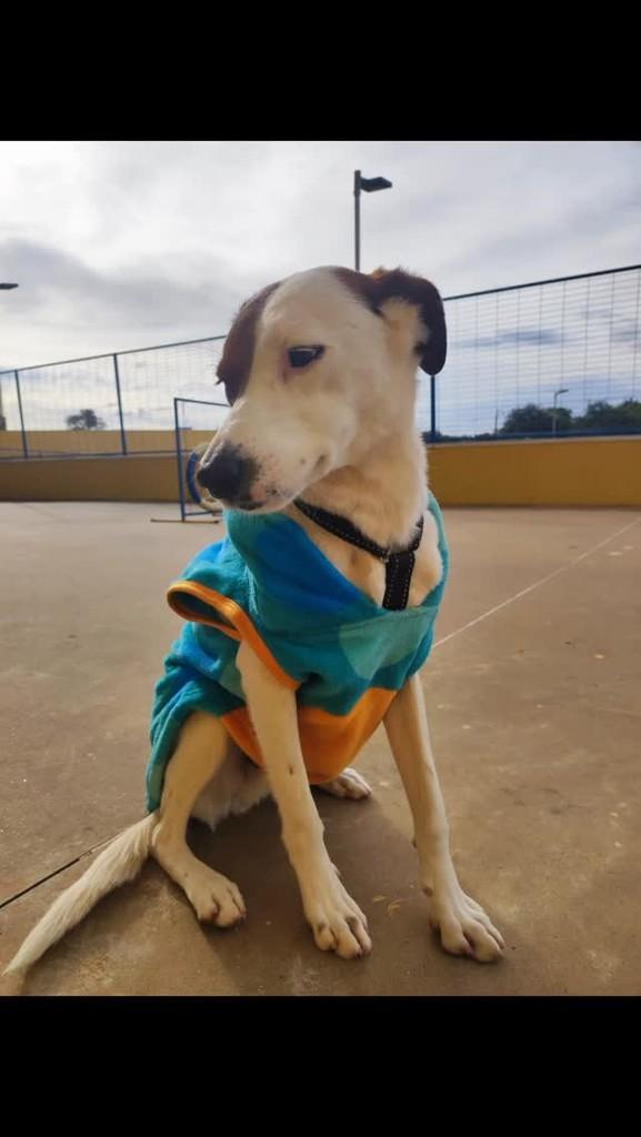 Léo, cachorro de porte médio para adoção em Cascavel - PR