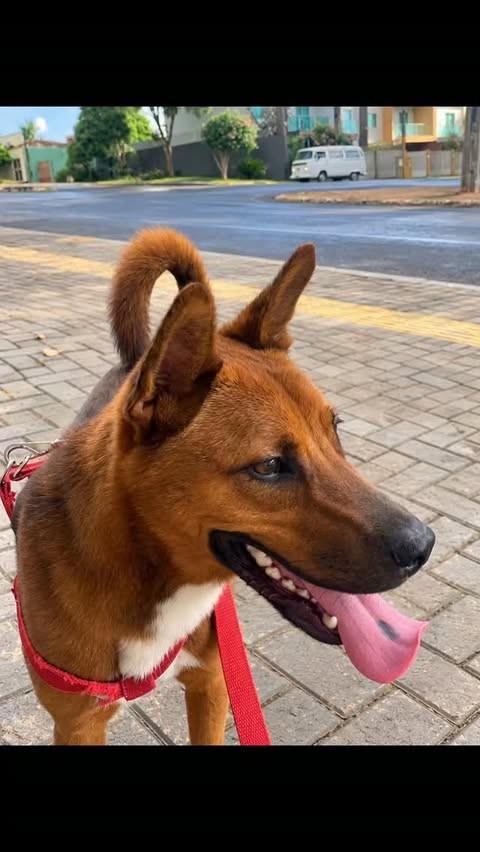 Dexter, cachorro de porte médio para adoção em Foz do Iguaçu - PR