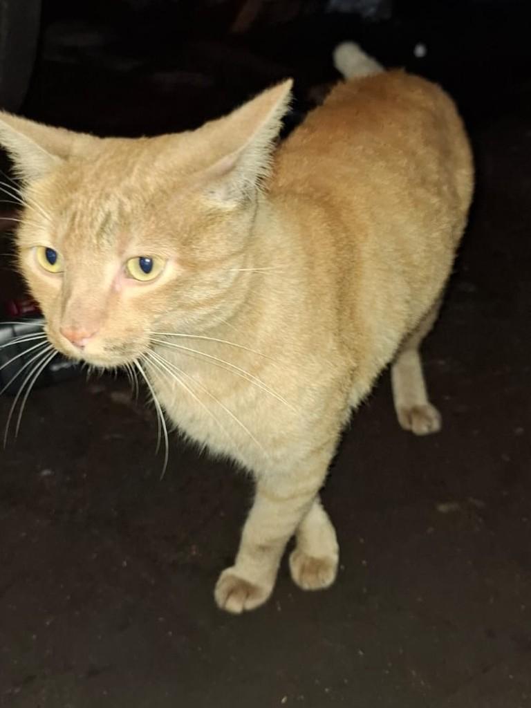 Laranja, gata de porte médio para adoção em Cianorte - PR