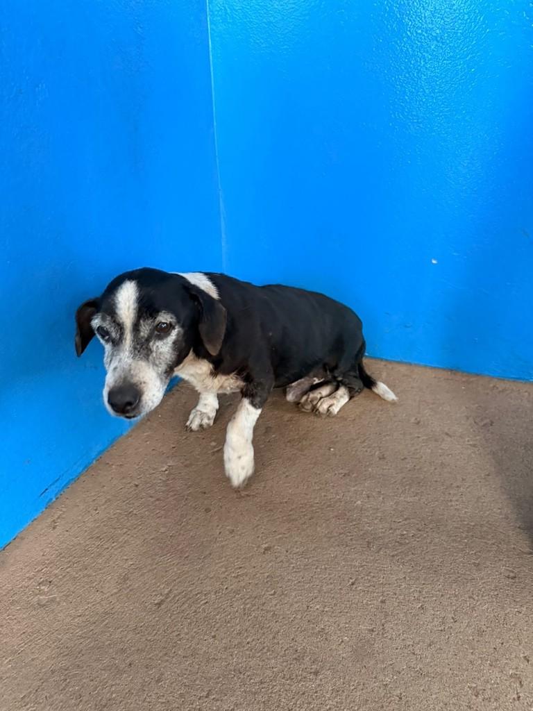 Senhorzinho, cachorro de porte pequeno para adoção em Cianorte - PR