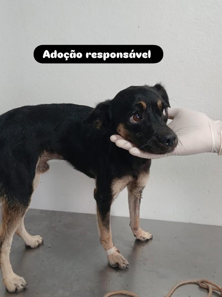 Bonitão, cachorro de porte pequeno para adoção em Cianorte - PR
