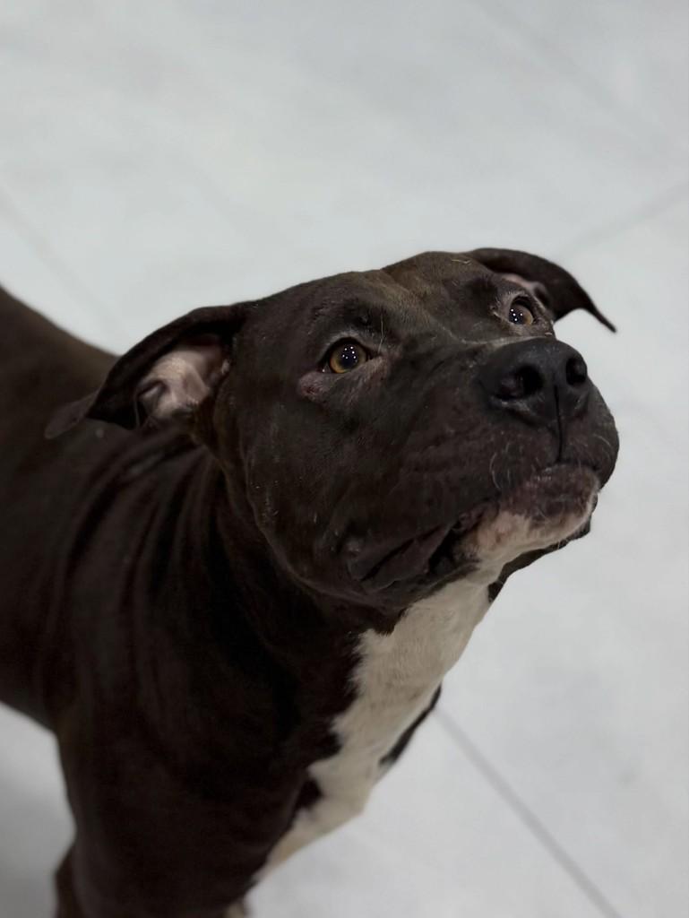 Pantera, cadela de porte médio para adoção em Santos - SP