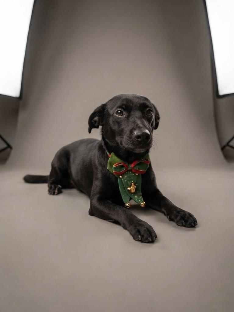 Fred, cachorro de porte pequeno para adoção em Santos - SP
