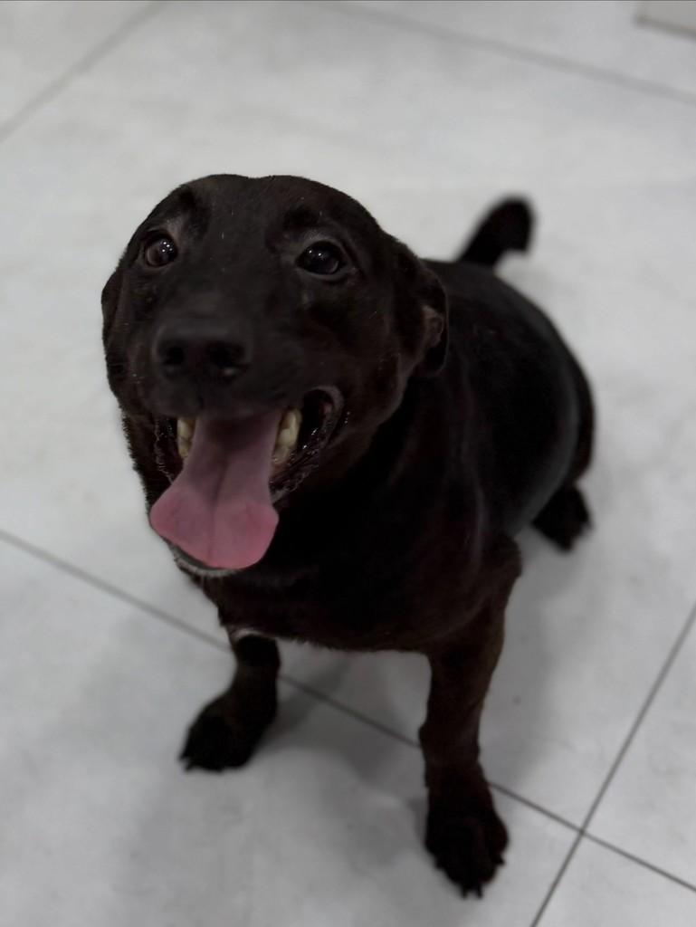 Fred, cachorro de porte pequeno para adoção em Santos - SP — foto 2 de 2