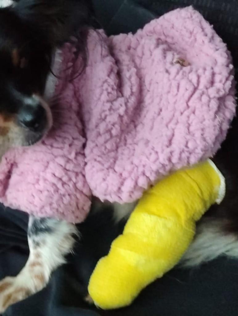 Rosinha, cachorro de porte pequeno para adoção em Morro da Fumaça - SC